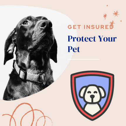 Be Prepared: Protect Your Pet and Get Insured